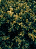 Folha bonita da árvore do close up ou para deixar a ilustração a cor amarela plantas decorativas na sala e no jardim fotografia de stock royalty free Folha bonita da árvore do close up ou para deixar a ilustração a cor amarela plantas decorativas na sala e no jardim fotografia de stock royalty free