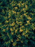 Folha bonita da árvore do close up ou para deixar o amarelo do sumário da ilustração e a cor verde plantas decorativas no jardim fotografia de stock royalty free Folha bonita da árvore do close up ou para deixar o amarelo do sumário da ilustração e a cor verde plantas decorativas no jardim fotografia de stock royalty free
