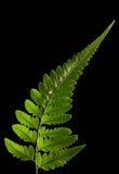 Folha do Fern imagem de stock royalty free Folha do Fern imagem de stock royalty free