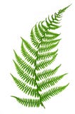 Folha do Fern imagem de stock Folha do Fern imagem de stock