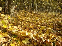 Folhas caídas underfoot na floresta do outono fotografia de stock Folhas caídas underfoot na floresta do outono fotografia de stock