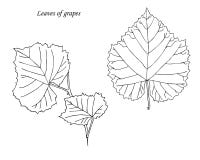 folhas das uvas Mão desenhada esboço ilustração do vetor folhas das uvas Mão desenhada esboço ilustração do vetor