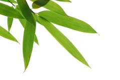 Folhas de bambu imagens de stock