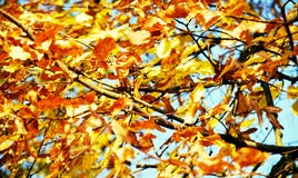 Folhas de outono alaranjadas amarelas, fundo natural borrado do outono da ecologia imagens de stock Folhas de outono alaranjadas amarelas, fundo natural borrado do outono da ecologia imagens de stock