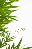 Folhas do bambu fotografia de stock