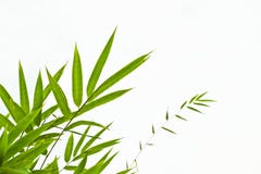 Folhas do bambu foto de stock royalty free