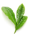 Folhas japonesas do resplendor do chá verde primeiramente fotografia de stock Folhas japonesas do resplendor do chá verde primeiramente fotografia de stock