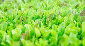 Folhas verdes da alface As folhas frescas, novas e macias da alface crescem no jardim Um tapete verde cont?nuo As larvas s?o laga fotografia de stock royalty free Folhas verdes da alface As folhas frescas, novas e macias da alface crescem no jardim Um tapete verde cont?nuo As larvas s?o laga fotografia de stock royalty free