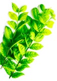 Folhas verdes da textura bonita e amarelas abstratas da árvore isoladas no teste padrão e no papel de parede brancos do fundo fotos de stock Folhas verdes da textura bonita e amarelas abstratas da árvore isoladas no teste padrão e no papel de parede brancos do fundo fotos de stock