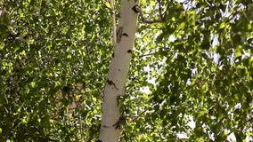 Folhas verdes novas ensolaradas da mola da árvore de vidoeiro, fundo sazonal do eco natural com espaço da cópia vídeos de arquivo Folhas verdes novas ensolaradas da mola da árvore de vidoeiro, fundo sazonal do eco natural com espaço da cópia vídeos de arquivo