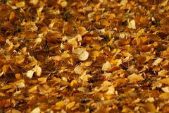 Autumn foliage on the ground stock image Autumn foliage on the ground stock image