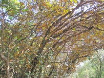 FOLIAGE ON BRANCHES OF STEM FRUIT TREE Royalty Free Stock Photo FOLIAGE ON BRANCHES OF STEM FRUIT TREE Royalty Free Stock Photo