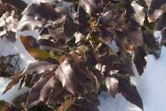 Foliage of mahonia on a winter sunny day vector illustration Foliage of mahonia on a winter sunny day vector illustration