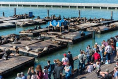 Folk som håller ögonen på sjölejonen på pir 39 i San Francisco, Kalifornien, USA arkivfoto Folk som håller ögonen på sjölejonen på pir 39 i San Francisco, Kalifornien, USA arkivfoto