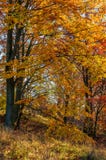 Follaje de oro hermoso el día soleado en bosque Fotos de archivo Follaje de oro hermoso el día soleado en bosque Fotos de archivo