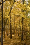 Follaje de otoño amarillo brillante dentro del bosque en el hueco de Mansfield, Co imágenes de archivo libres de regalías Follaje de otoño amarillo brillante dentro del bosque en el hueco de Mansfield, Co imágenes de archivo libres de regalías