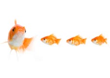 Follow the leader royalty free stock photography Follow the leader royalty free stock photography