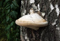 Fomes fomentarius on the trunk of a birch stock image Fomes fomentarius on the trunk of a birch stock image