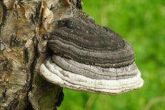 Fomitopsis betulina, previously Piptoporus betulinus, known as the birch polypore, birch bracket royalty free stock image Fomitopsis betulina, previously Piptoporus betulinus, known as the birch polypore, birch bracket royalty free stock image