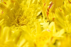 Fond d'isolement de marguerite jaune de fleurs avec un noyau jaune et des pétales oranges images stock Fond d'isolement de marguerite jaune de fleurs avec un noyau jaune et des pétales oranges images stock