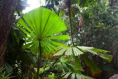 Fond d'origine tropical de forêt tropicale images stock Fond d'origine tropical de forêt tropicale images stock