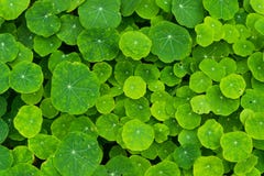 Fond de beaucoup de plantes vertes images stock Fond de beaucoup de plantes vertes images stock
