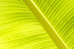 Fond de feuille de banane de vert frais de contre-jour images stock Fond de feuille de banane de vert frais de contre-jour images stock