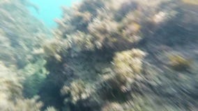 Fond de la mer en mer avec de l'eau l'algue et bleu banque de vidéos Fond de la mer en mer avec de l'eau l'algue et bleu banque de vidéos
