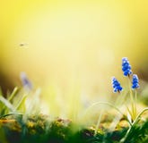 Fond de nature de ressort avec de belles fleurs de jacinthe à la nature brouillée avec le bokeh Jour ensoleillé de printemps, photographie stock Fond de nature de ressort avec de belles fleurs de jacinthe à la nature brouillée avec le bokeh Jour ensoleillé de printemps, photographie stock