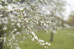 Fond de printemps Arbres de Cherry Blossom, fleurs roses de Sakura images libres de droits Fond de printemps Arbres de Cherry Blossom, fleurs roses de Sakura images libres de droits
