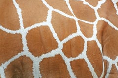 Fond de texture de modèles de peau de girafe photo libre de droits Fond de texture de modèles de peau de girafe photo libre de droits
