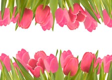 Fond de vacances avec de belles fleurs roses. illustration de vecteur Fond de vacances avec de belles fleurs roses. illustration de vecteur