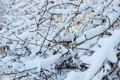Fond des arbres pour une double exposition, beaucoup de branches, branches dans la neige, neige sur des branches, neige sur des a photographie stock libre de droits Fond des arbres pour une double exposition, beaucoup de branches, branches dans la neige, neige sur des branches, neige sur des a photographie stock libre de droits
