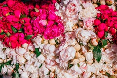 Fond des bourgeons de pivoine photos stock Fond des bourgeons de pivoine photos stock