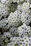 Fond des fleurs blanches images stock Fond des fleurs blanches images stock