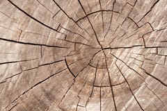 Fond en bois de tranche de texture de cercle Boucles sur un long photographie stock libre de droits Fond en bois de tranche de texture de cercle Boucles sur un long photographie stock libre de droits