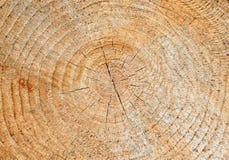 Fond en bois jaune-clair naturel de texture Plan rapproché en bois grunge de texture Photo stock Fond en bois jaune-clair naturel de texture Plan rapproché en bois grunge de texture Photo stock