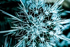 Fond et texture abstraits des ?pines de cactus photographie stock Fond et texture abstraits des ?pines de cactus photographie stock