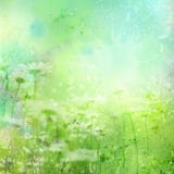 Fond floral avec la camomille d'aquarelle illustration de vecteur Fond floral avec la camomille d'aquarelle illustration de vecteur