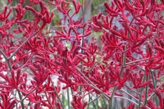 Fond floral rouge de texture images libres de droits Fond floral rouge de texture images libres de droits