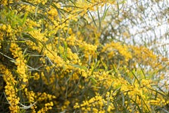 fond jaune de branche de fleur d'acacia d'arbre de mimosa image libre de droits fond jaune de branche de fleur d'acacia d'arbre de mimosa image libre de droits