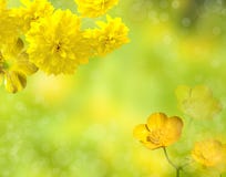 Fond jaune de fleur Fleur de cône photographie stock libre de droits Fond jaune de fleur Fleur de cône photographie stock libre de droits
