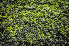 Fond jaune et papiers peints de modèle d'herbe verte de bel abrégé sur texture image libre de droits Fond jaune et papiers peints de modèle d'herbe verte de bel abrégé sur texture image libre de droits