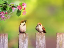 Fond naturel avec des oiseaux et des moineaux de poussins se reposant sur une barrière en bois dans un jardin rustique entouré image stock Fond naturel avec des oiseaux et des moineaux de poussins se reposant sur une barrière en bois dans un jardin rustique entouré image stock