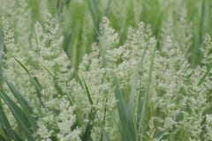 Fond naturel d'herbe de champ Pr? vert Orientation molle photographie stock libre de droits Fond naturel d'herbe de champ Pr? vert Orientation molle photographie stock libre de droits