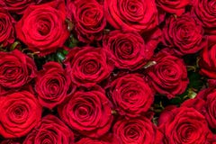 Fond naturel de roses rouges photo stock Fond naturel de roses rouges photo stock