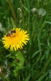 Fond naturel, une abeille sur un pissenlit jaune photo stock Fond naturel, une abeille sur un pissenlit jaune photo stock