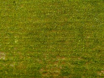 Fond vert de texture de mousse image libre de droits Fond vert de texture de mousse image libre de droits