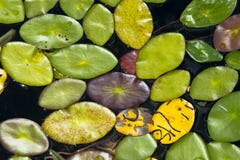 Fondo abstracto Lily Pads en el lago, colores de la naturaleza fotografía de archivo Fondo abstracto Lily Pads en el lago, colores de la naturaleza fotografía de archivo