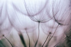 Fondo abstracto púrpura de la flor del diente de león del vintage Fondo abstracto púrpura de la flor del diente de león del vintage